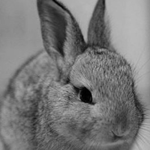 drawing of a bunny